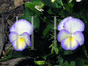 Picture of Viola odorata 'Etain'