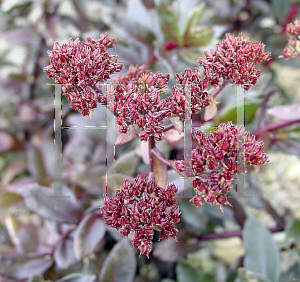 Picture of Hylotelephium  'Little Moor'