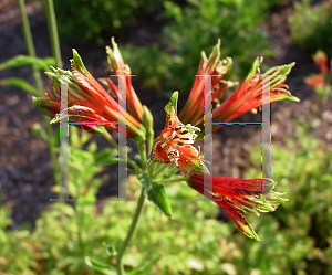 Picture of Alstroemeria psittacina 