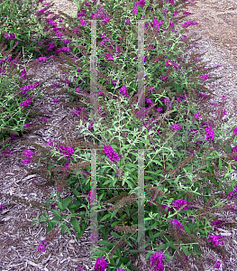 Picture of Buddleia davidii 'Attraction'