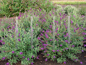 Picture of Buddleia davidii 'Guinevere'