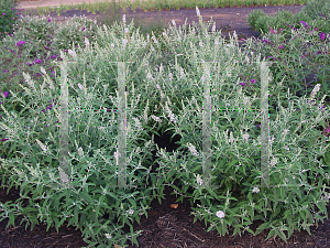 Picture of Buddleia davidii 'Silver Frost'