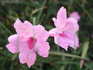 Picture of Ruellia tweediana 'Chi Chi'