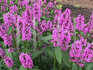 Picture of Stachys monnieri 'Hummelo'