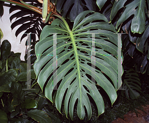 Picture of Monstera deliciosa 