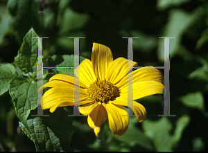 Picture of Tithonia rotundifolia 'Aztec Sun'