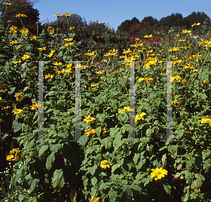 Picture of Tithonia rotundifolia 'Aztec Sun'