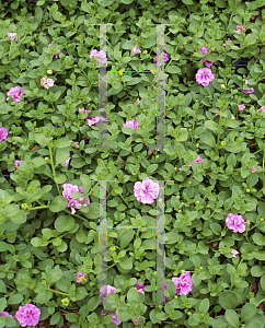 Picture of Petunia x hybrida 'Pink Double Wave'