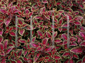 Picture of Solenostemon scutellarioides 'Micawpy'
