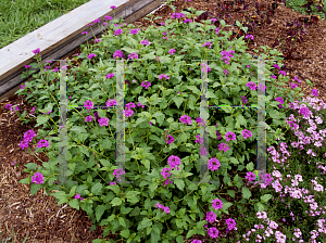 Picture of Verbena tampensis 