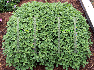 Picture of Plectranthus  'Lois Woodhull'