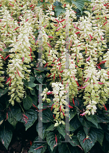 Picture of Salvia splendens 'Sangria'