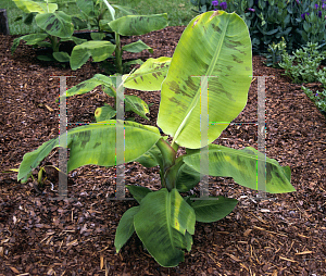 Picture of Musa acuminata 'Gran Enano'