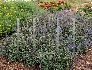 Picture of Salvia sinaloensis 