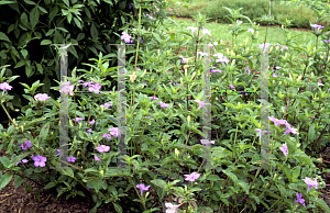 Picture of Ruellia caroliniensis 