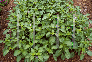 Picture of Stachytarpheta urticifolia 'Prostrate Blue'