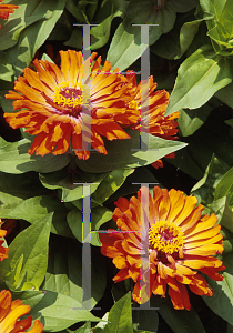 Picture of Zinnia elegans 'Peter Pan Flame'