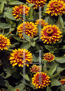 Picture of Zinnia elegans 'Swizzle Scarlet and Yellow'