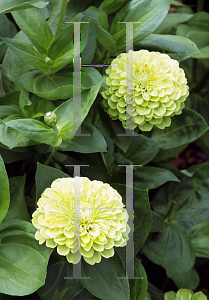 Picture of Zinnia elegans 'Envy'