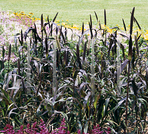 Picture of Pennisetum glaucum 'Purple Majesty'