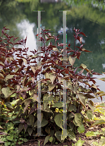 Picture of Ageratina altissima 'Chocolate'