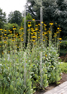 Picture of Rudbeckia maxima 