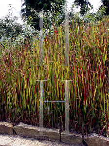 Picture of Imperata cylindrica 'Red Baron'