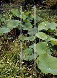 Picture of Nelumbo nucifera 