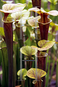 Picture of Sarracenia flava 