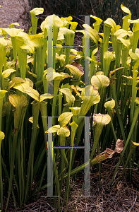 Picture of Sarracenia flava 'Peaches & Green'