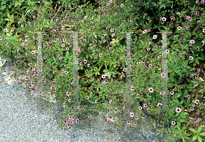 Picture of Potentilla nepalensis 'Miss Willmott'