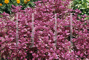 Picture of Solenostemon scutellarioides 'Trailing Plum'