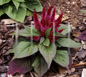 Picture of Celosia argentea (Spicata Group) 'Kosmo Purple Red'