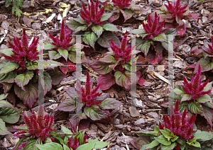 Picture of Celosia argentea (Spicata Group) 'Kosmo Purple Red'