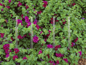 Picture of Petunia x hybrida 'Double Purple Wave'