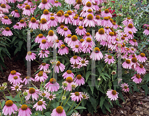 Picture of Echinacea purpurea 'Kim's Knee High'