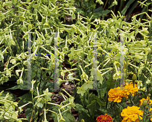 Picture of Nicotiana x sanderae 'Perfume Lime'