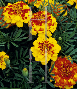 Picture of Tagetes patula 'Safari Bolero'