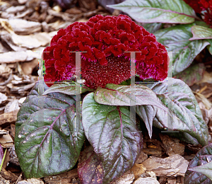 Picture of Celosia argentea (Cristata Group) 'Amigo'