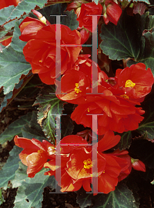 Picture of Begonia tuberhybrida hybrids 'Panorama Scarlet'