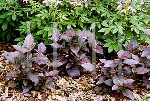 Picture of Alternanthera dentata 'Ruby'