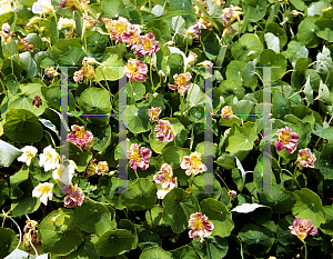 Picture of Tropaeolum majus 'Jewel Lavender'