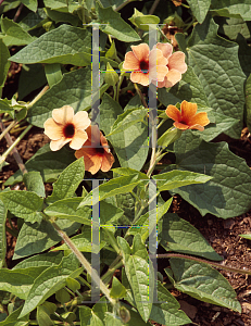 Picture of Thunbergia alata 'African Sunset Mix'