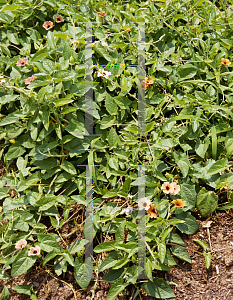 Picture of Thunbergia alata 'African Sunset Mix'