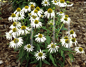 Picture of Echinacea purpurea 'Kim's Mophead'