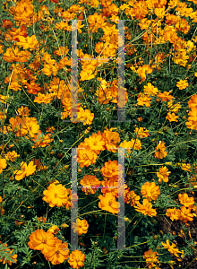 Picture of Cosmos sulphureus 