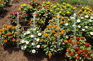 Picture of Zinnia elegans 'Zinnita Formula Mix'