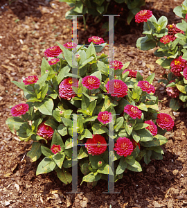 Picture of Zinnia elegans 'Zinnita Rose'