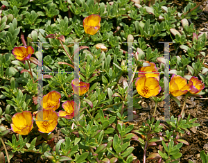 Picture of Portulaca oleracea 'Duet Yellow'