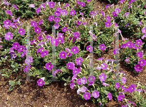 Picture of Petunia x hybrida 'Fantasy Lavender'